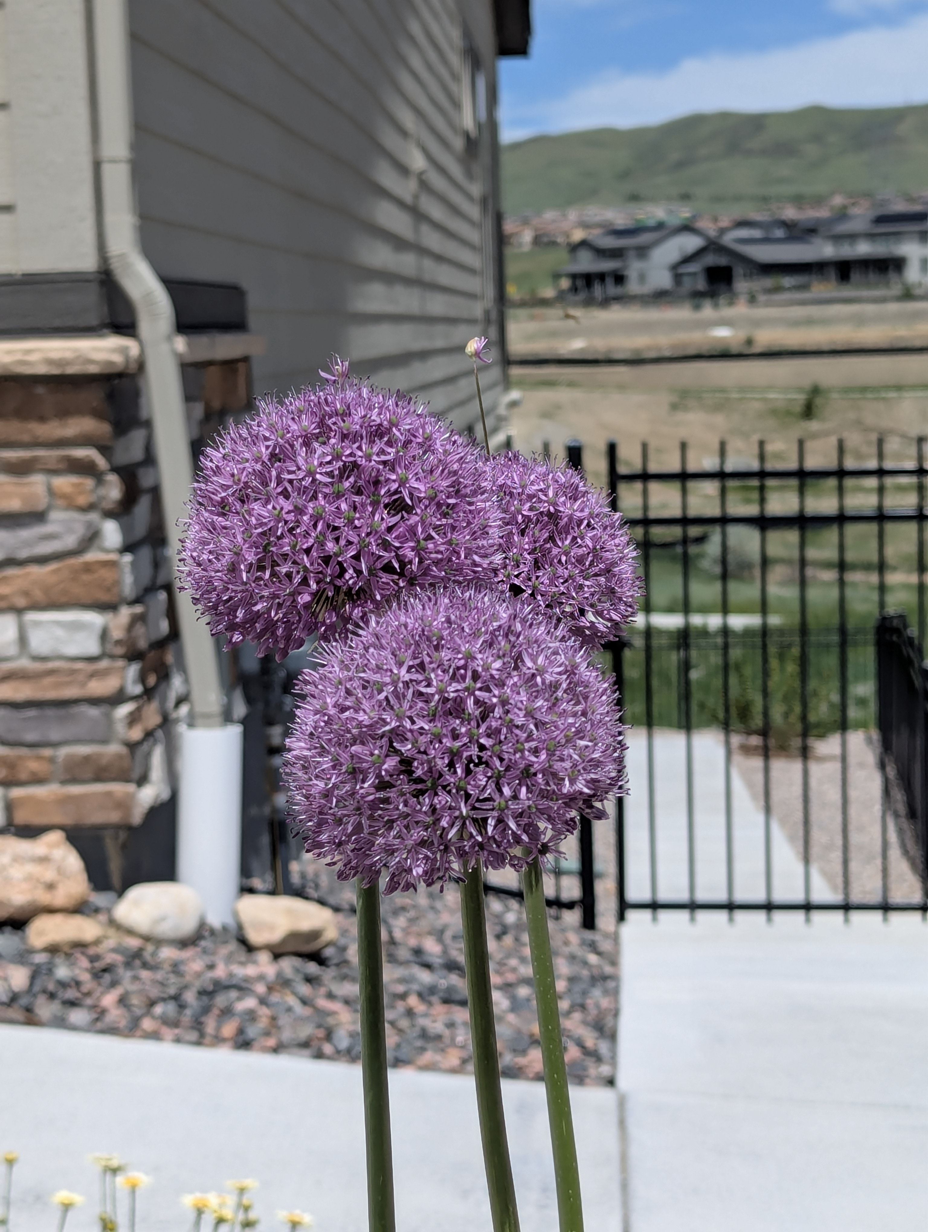 Garden, Flowers, Morrison, Colorado